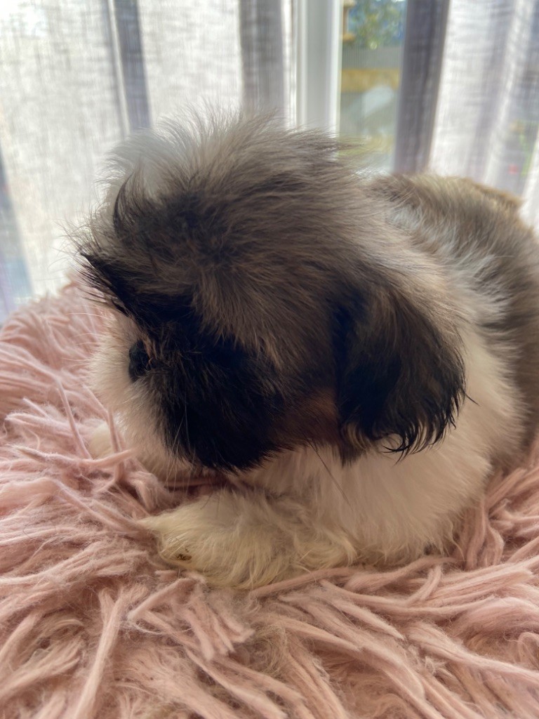 du Haut Vercors - Chiot disponible  - Shih Tzu