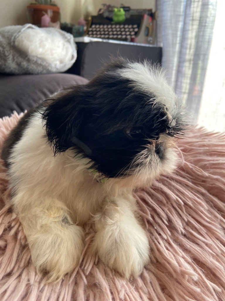 du Haut Vercors - Chiot disponible  - Shih Tzu